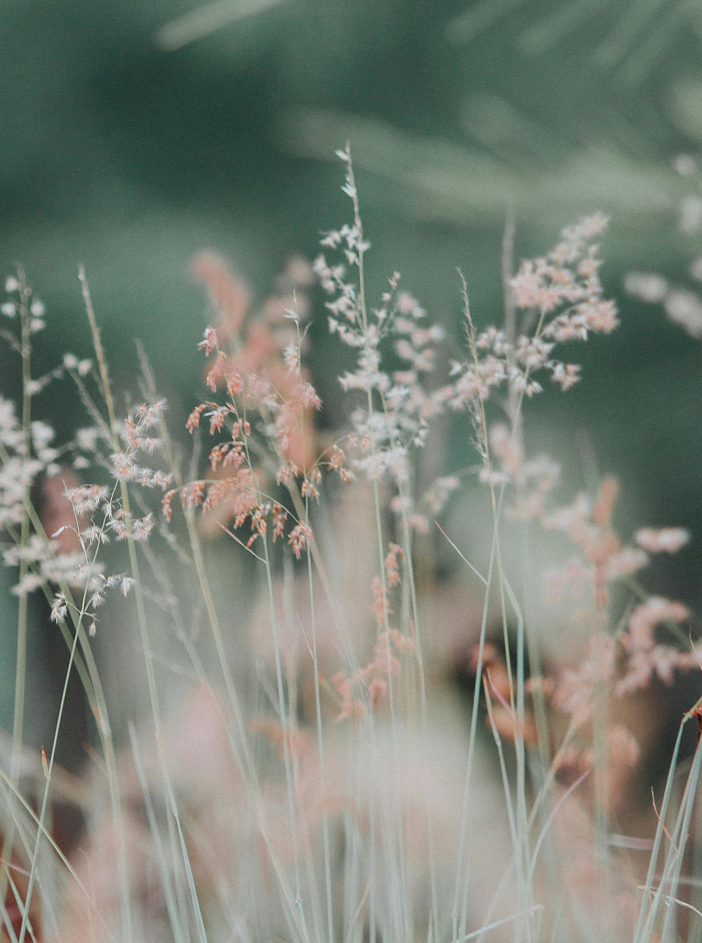 Close-up of grass